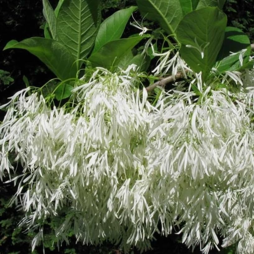 2 American Fringe Tree Live Plants, White Fringe Flower Bush, Snow Flower, Sweetheart Tree, 8-16 Inches Tall, Quart Pot - Image 4