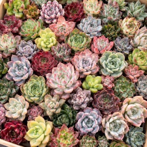 10 Assorted Live Succulent Plants, 1–2 Inch Bare Root Variety Mix for DIY - Image 6