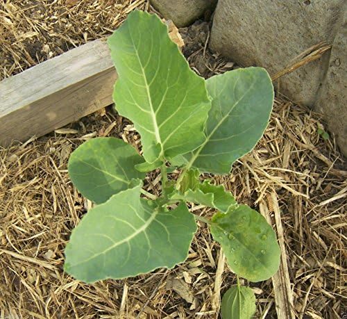 20 Cauliflower seeds - ORANGE HEAD ~CHEDDAR~ Bright orange heads ! - Image 5