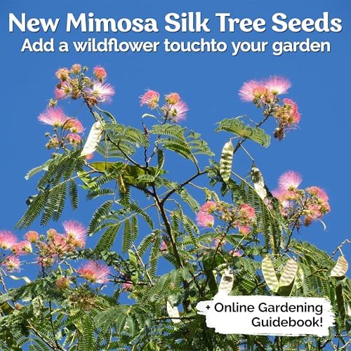 30 Mimosa Silk Tree Seeds (Albizia Julibrissin) – Pink Blooms, Drought Tolerant Flowering Trees, Attracts Pollinators – Great Both as Bonsai Tree Seeds for Indoor Garden & Outdoor Planting - Image 2