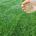 20000 Zoysia Emerald Grass Seeds, Emerald Zoysia Grass for Garden by Unknown