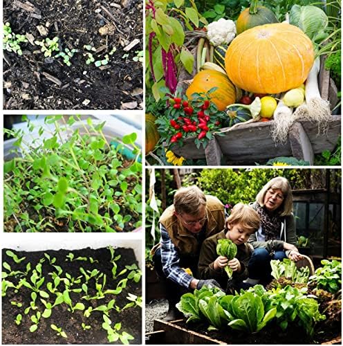 13,500+ Vegetable Fruit Seeds - Grow Your Own Garden Feast - 25 Veggie Fruit Heirloom Varieties- Mega Seed Starter Kit - Gardening Gift - Image 6