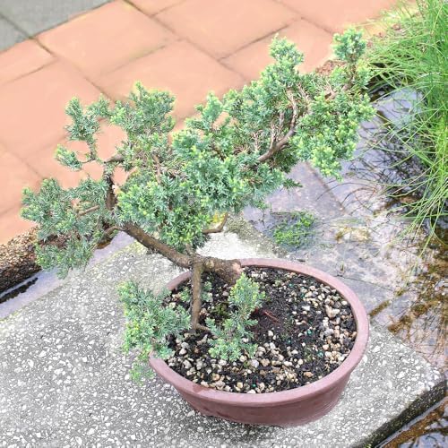 Brussel's Bonsai - Large Juniper Live Bonsai Tree, Potted Outdoor Plant - Image 6