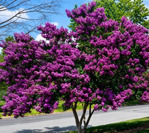 Purple Crape Myrtle Tree/Bush - 6-12" Tall Live Plant - Image 4