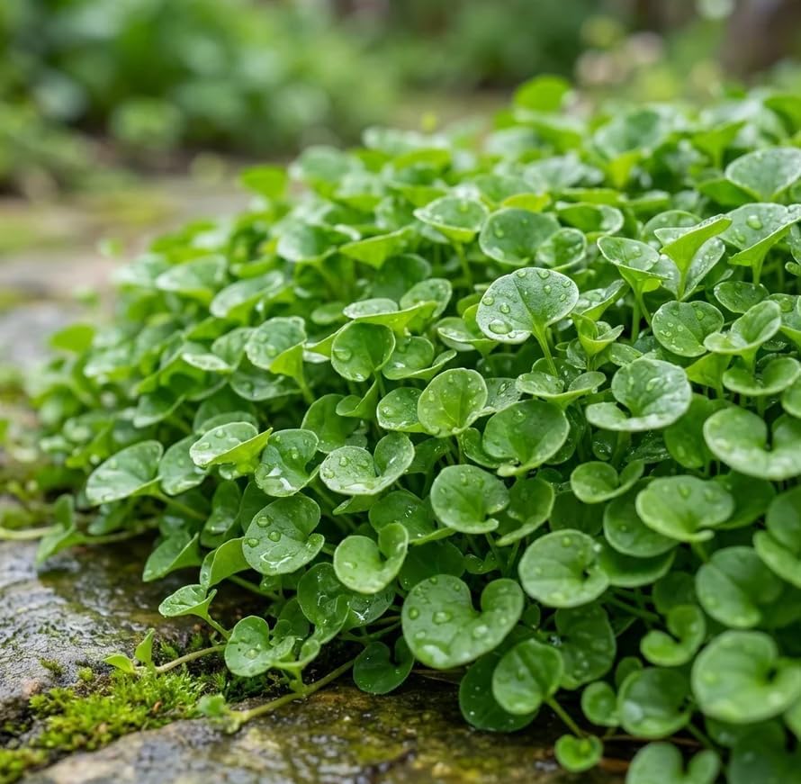 Dichondra Plant, Dichondra Ground Cover Plant for Planting, Ideal Lawn Alternative in Sun or Shady, 4" Pot (Green Falls Dichondra) - Image 4