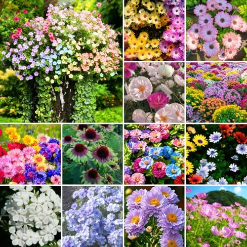 5000+pcs Wildflower Chrysanthemum Seeds for Planting, Perennial Wildflower Hummingbirds Vine Flower Seeds Plants, Non-GMO Heirloom Blooms Open Pollinated Flowers Plants for Home Garden Outdoors - Image 7
