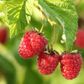 2 Caroline Red Raspberry Plants Live, Berry Bush, 4-8" Tall by PlantsSeedsBulbs