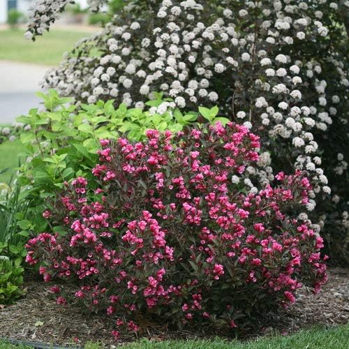 Green Promise Farms Wine & Roses` (Weigela) Shrub, #3-Size Container, Pink Flowers - Image 5