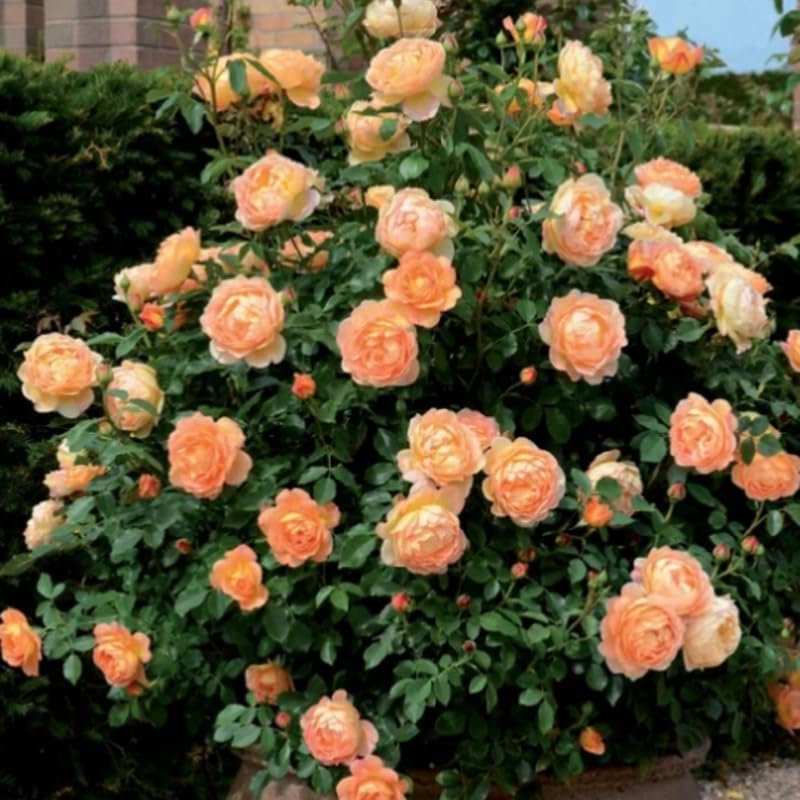 English Climbing Roses Live Plants, Fragrant Starter 5-9" Tall - Image 4