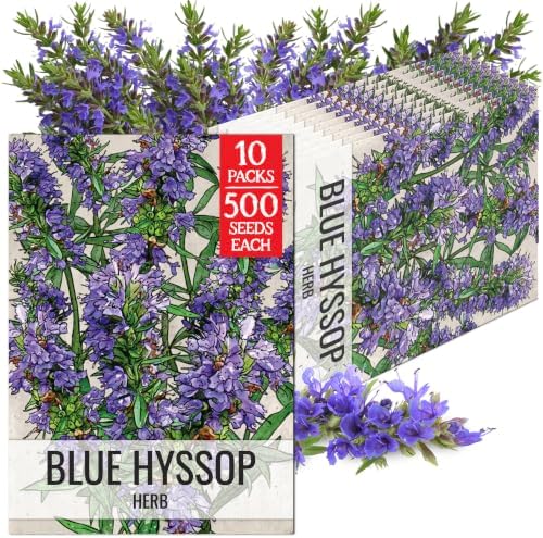 Seed Needs Blue Hyssop Seeds to Plant an Herb Garden - 10 Packs by SeedNeeds