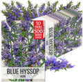 Seed Needs Blue Hyssop Seeds to Plant an Herb Garden - 10 Packs by SeedNeeds