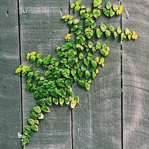 Creeping Fig Live Plants (5-9") - Pack of 2 (Two) - Ficus pumila Climbing Vine - Fast Growing Wall Coverage - Indoor Terrarium & Outdoor Garden - Self-Adhering Evergreen Foliage - Image 5