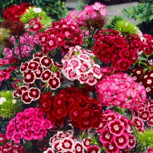 5000+ Sweet William Seeds Perennial for Planting-Dianthus Seeds Sweetness Flower Non-GMO Heirloom for Outdoor Garden Hardy to USDA Zones 3-9 by MIXRUGBACWATER