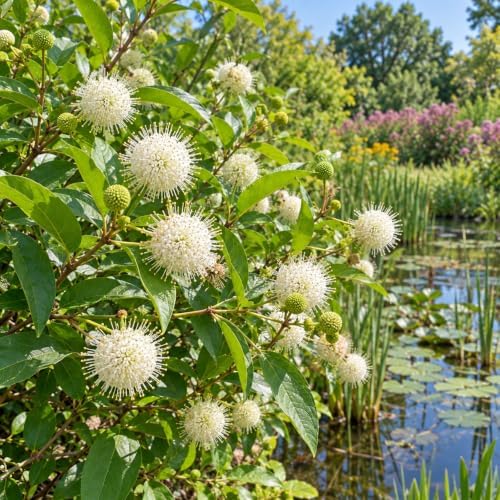 Buttonbush Live Plant, Native Buttonbush 12-18 Inch Tall in 4" Pot - Image 2