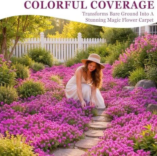 32,000+ Magic Creeping Thyme Seeds for Planting,Thymus Serpyllum - Image 3