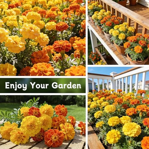 LUOJIBIE French Marigold Seeds for Planting Outdoors, Giant Marigold Flowers Seeds Bulk for 2026, Over 8,500+ Seeds Prolific Blooms, Ideal for Vibrant Pollinator Gardens - Image 5