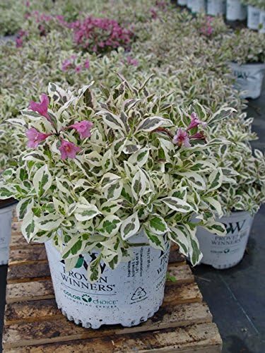 Proven Winners - Weigela Florida My Monet (Weigela) Shrub, Pink Flowers, #2 - Size Container - Image 3