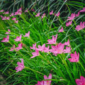 Votaniki Zephyranthes Robustus Bulbs - Long Lasting Blooms, Perennial Rain Lily Bulk & Wholesale Bulbs for Planting | Easy to Grow and Low Maintenance (50 Pack) by Votaniki