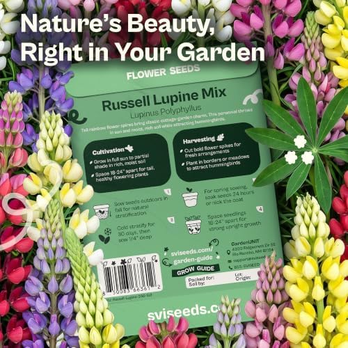 SVI 350 Mix Russell Lupine Seeds (Lupinus polyphyllus) – Heirloom Perennial Lupine Seed Packets, Wildflower Seed Mix – Cut Flower Seeds for Flower Garden, Borders & Meadow Planting Outdoors - Image 2