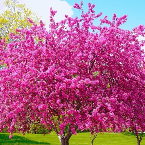 Eastern Redbud Tree Live, Pink Flowering Ornamental Tree, 28 Inch Tall by AKTRD