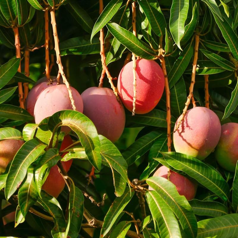Red Yellow Mango Tree Live Plant, Tropical Fruit, 3 Gallon Pot - Image 2