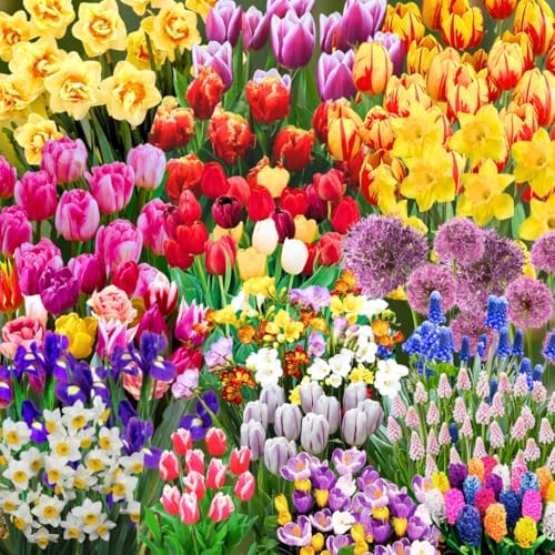 30 Mix Flower Spring Bulb Pack - Assorted Daffodils, Hyacinths and More by AKTRD