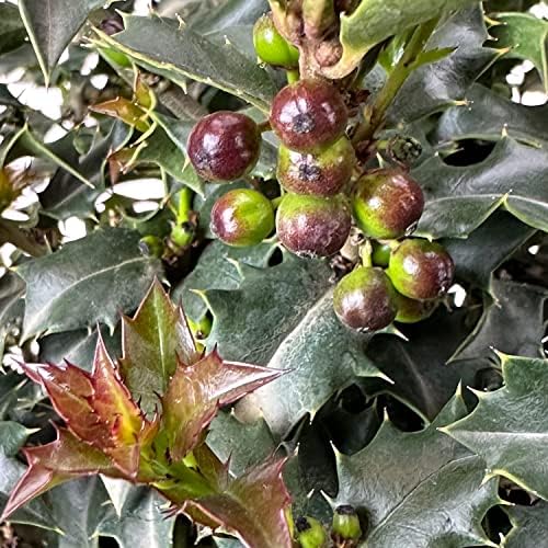 Monrovia Red Beauty Holly, Live Evergreen Shrub, 3 Gallon - Image 5