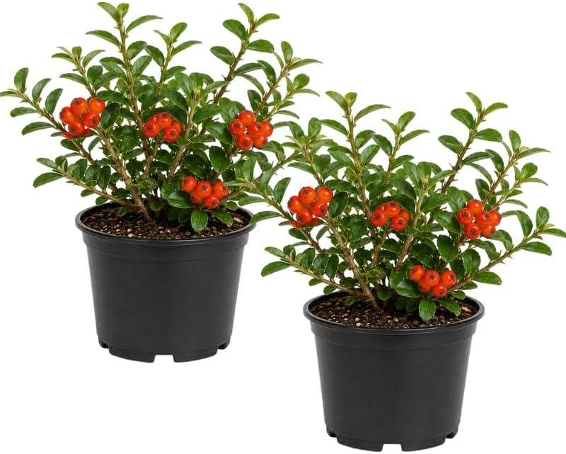 2 Firethorn Live Plant, 3-5” Tall in 3” Pot, Vigorous, Well-Rooted Evergreen Bush, Orange-Red Berries for Stunning Landscape Decor by GINGERGLOW