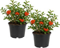 2 Firethorn Live Plant, 3-5” Tall in 3” Pot, Vigorous, Well-Rooted Evergreen Bush, Orange-Red Berries for Stunning Landscape Decor by GINGERGLOW
