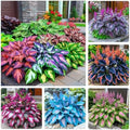 330+ Mixed Color Hosta Seeds for Planting - Shade-Tolerant Perennials, Dual Use for Ground Cover & Pots, Create Cool Shaded Gardens by Unknown