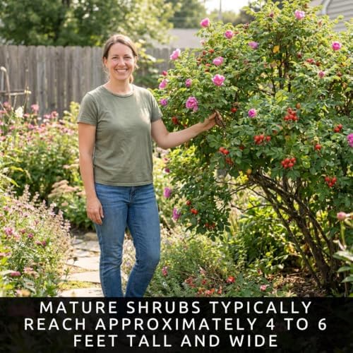 Rugosa Rose Seeds for Planting | 100 Seeds | Fragrant Pink Flowering Shrub - Image 3