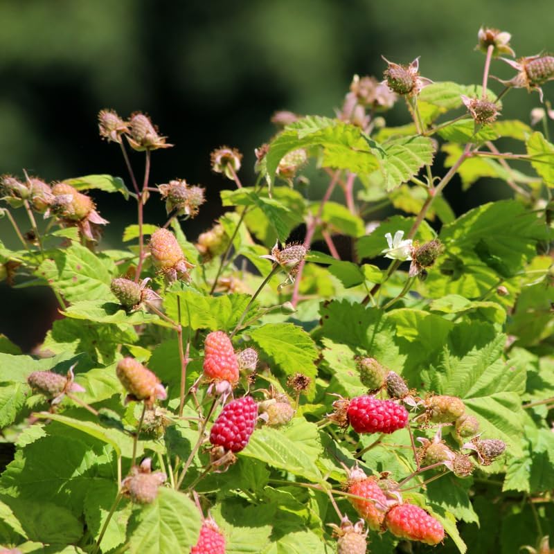 Thornless Loganberry Bush Live Plant, Berry Fruit Tree, 5-9 Inch Tall - Image 4