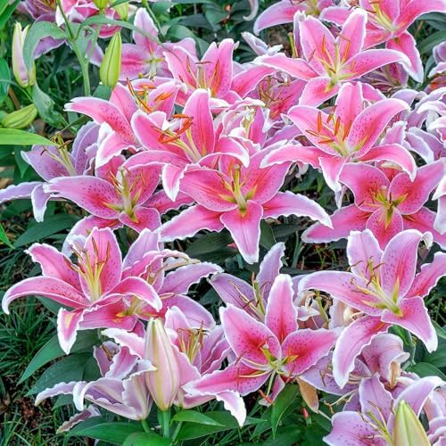 Eden Brothers Oriental Lily Bulbs - Stargazer - Image 2