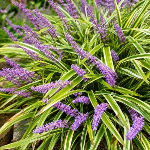 Variegated Liriope (Lilyturf) Grass - Live Plant - Gallon Pot by Unknown
