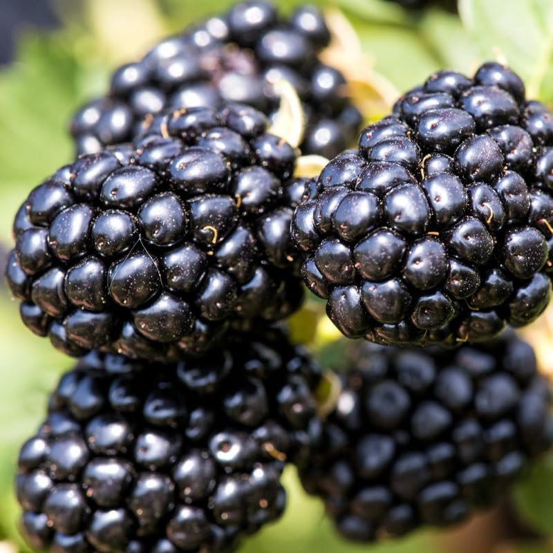 2 Thornless BlackBerry Bushes Live Plants, High Yield Berry, 4-6 Inch Tall - Image 3