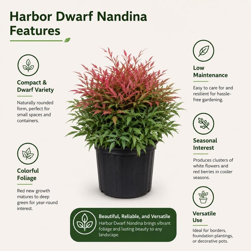1 Nandina Domestica - Harbor Dwarf Nandina Live Plant, Quart Pot, Hardy, Easy Care, Vibrant Red Foliage, Ornamental Evergreen Shrub, Perfect for Garden Borders & Containers - Image 6