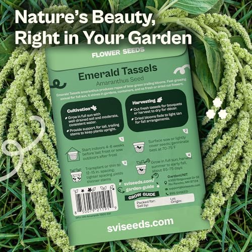 SVI 1500 Emerald Tassels Amaranth Seeds (Amaranthus caudatus) – Green Amaranthus Seed Packets Bulk, Heirloom Flower Garden Seed – Cut Flower Seeds for Outdoor Garden, Containers, Cutting Beds - Image 2
