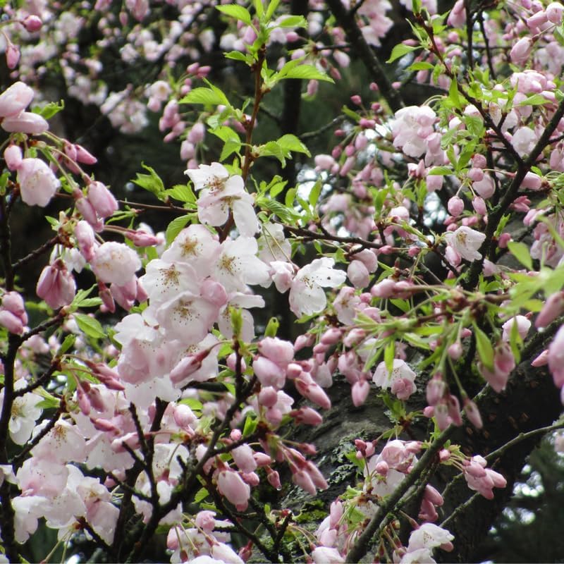Light Pink Cherry Blossom Tree Live Plant, 6-12 Inch Tall, 2.5 Inch Pot - Image 5