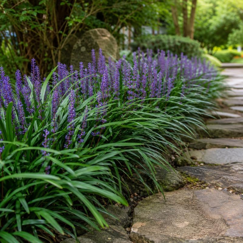 4 Big Blue Liriope Grass Plants Live (No Pot), 4-8" Tall, Non GMO Ornamental Grass Live Plant, Drought Tolerent, High-Density Ground Cover for Shaded Backyard & Patio Pathway - Image 6