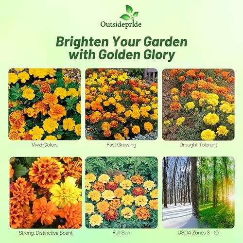 Outsidepride Bonanza Mix French Marigold Seeds - 200 Pcs Annual, Compact, Heat & Drought Tolerant Flower Seeds for Planting w/Double Crested, Bi-Colored Blooms, Ideal for Vibrant Pollinator Gardens - Image 2