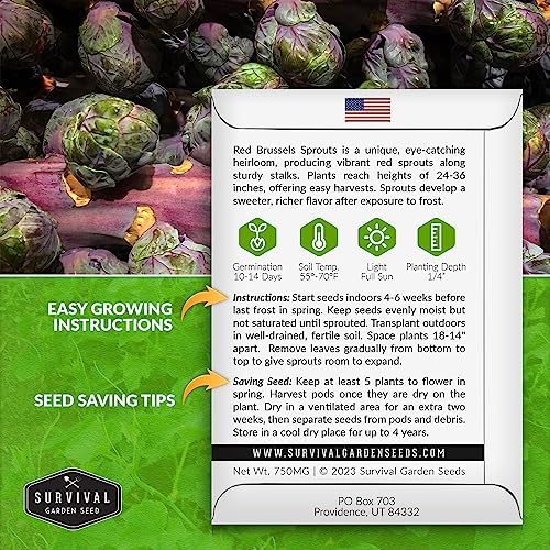 Red Brussels Sprout Seeds - Survival Garden Seeds (5 Packs) - Image 2