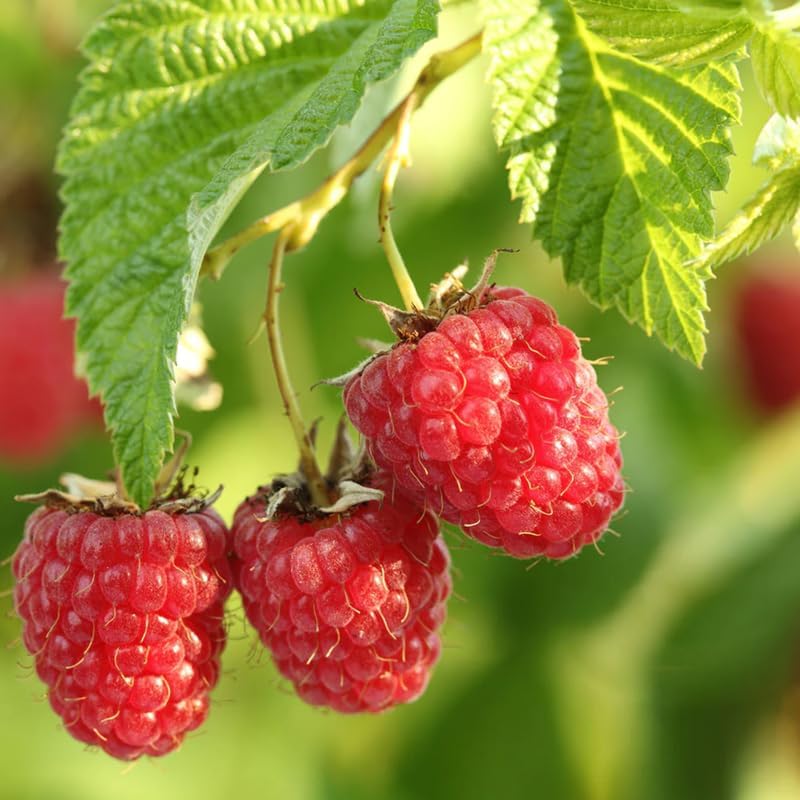 2 Caroline Red Raspberry Plants Live, Edible Berry Bush Plant, 5-10" Tall - Image 5
