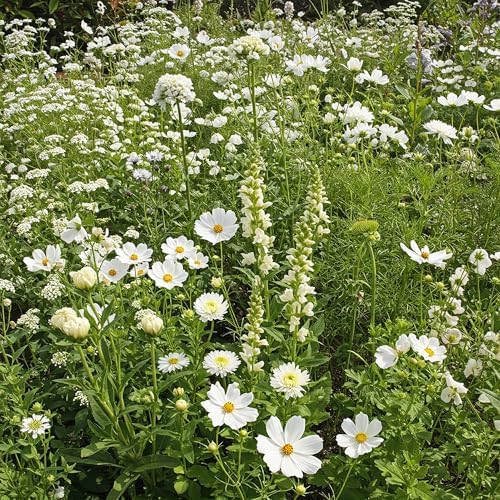 Ferry-Morse White Bulk Wildflower Seeds, 290,000+, 1 lb by FerryMorse