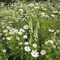 Ferry-Morse White Bulk Wildflower Seeds, 290,000+, 1 lb by FerryMorse
