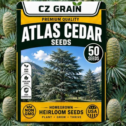 50 Atlas Cedar Seeds | Cedrus Atlantica Evergreen Tree Seeds for Planting by CZGrain