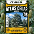 50 Atlas Cedar Seeds | Cedrus Atlantica Evergreen Tree Seeds for Planting by CZGrain
