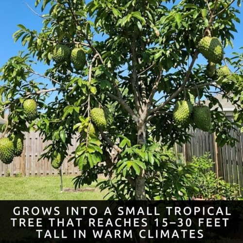 10 Soursop Seeds for Planting | Annona Muricata Tropical Fruit Tree Seeds - Image 6