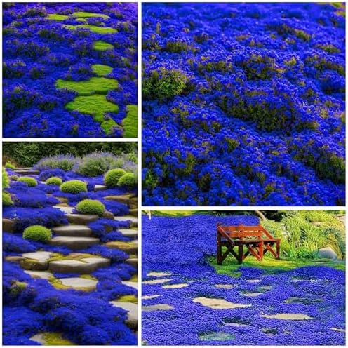 30000+ Creeping Thyme Seeds for Planting Perennial Thyme Seed Heirloom Flowers Non-GMO Ground Cover Plants for Garden Outdoor by WivolibeSeeds
