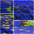 30000+ Creeping Thyme Seeds for Planting Perennial Thyme Seed Heirloom Flowers Non-GMO Ground Cover Plants for Garden Outdoor by WivolibeSeeds