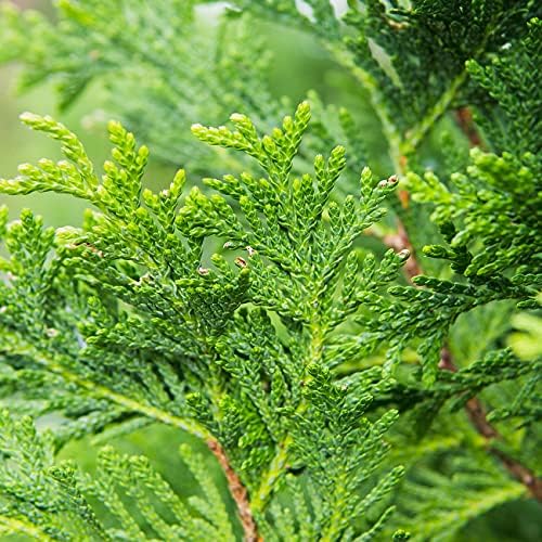 Perfect Plants Thuja Green Giant Arborvitae, 1 Gallon, Privacy Trees - Image 4